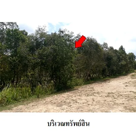 ที่ดินเปล่า หัวไทร นครศรีธรรมราช 232-1-87ไร่