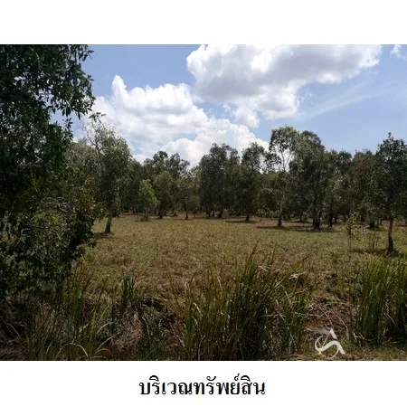 ที่ดินเปล่า หัวไทร นครศรีธรรมราช 232-1-87ไร่ - 3