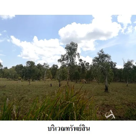 ที่ดินเปล่า หัวไทร นครศรีธรรมราช 232-1-87ไร่ - 4