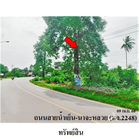 ที่ดินเปล่า น้ำยืน อุบลราชธานี 16-2-50ไร่ - 6