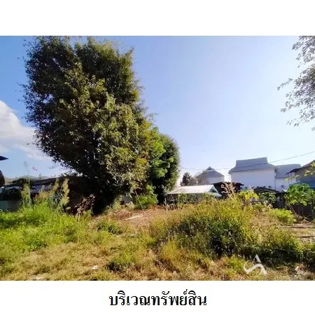 ที่ดินเปล่า ปาย แม่ฮ่องสอน 0-2-36ไร่ - 4