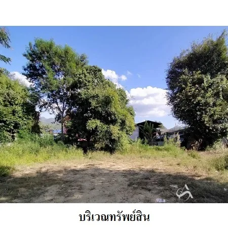 ที่ดินเปล่า ปาย แม่ฮ่องสอน 0-2-36ไร่ - 5