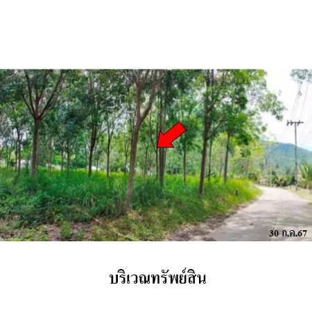 ที่ดินเปล่า เกาะสมุย สุราษฎร์ธานี 1-3-85ไร่ - 3