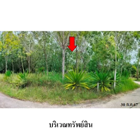 ที่ดินเปล่า เกาะสมุย สุราษฎร์ธานี 1-3-85ไร่