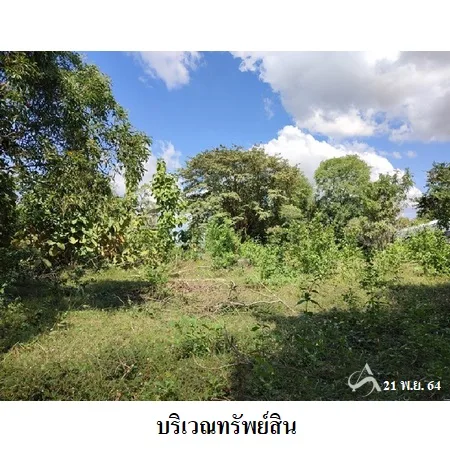 ที่ดินเปล่า พิบูลย์มังสาหาร อุบลราชธานี 6-0-80ไร่ - 5