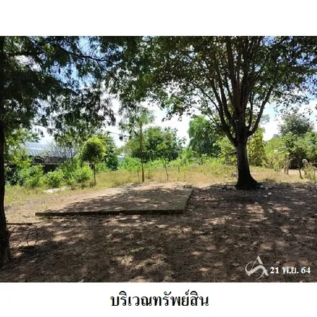 ที่ดินเปล่า พิบูลย์มังสาหาร อุบลราชธานี 6-0-80ไร่ - 6