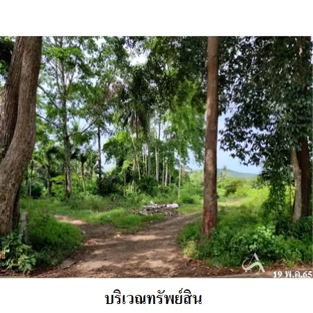 ที่ดินเปล่า สิงหนคร สงขลา 7-0-93ไร่ - 4