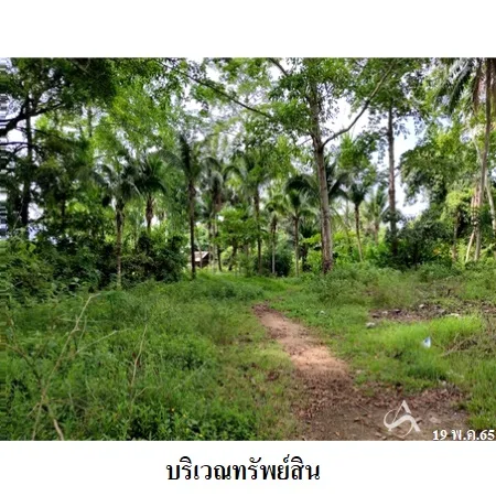 ที่ดินเปล่า สิงหนคร สงขลา 7-0-93ไร่ - 5