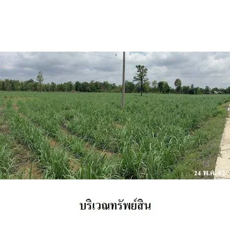 ที่ดินเปล่า ลำปลายมาศ บุรีรัมย์ 22-2-59ไร่ - 7