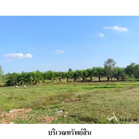 ที่ดินเปล่า เซกา บึงกาฬ 7-2-62ไร่ - 7