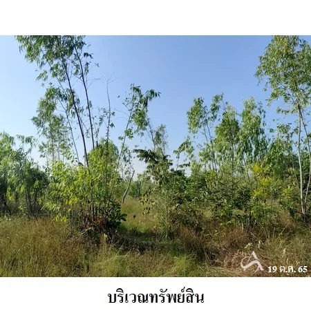 ที่ดินเปล่า เมือง ชัยภูมิ 7-2-67ไร่ - 3
