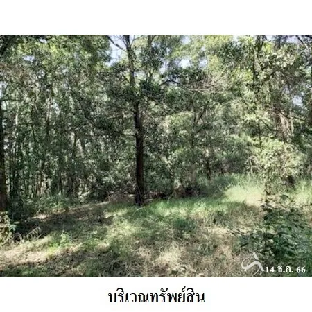 ที่ดินเปล่า พิมาย นครราชสีมา 10-0-31ไร่ - 8