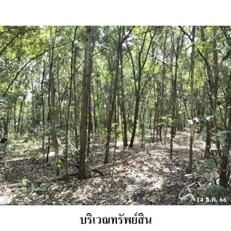 ที่ดินเปล่า พิมาย นครราชสีมา 10-0-31ไร่ - 9