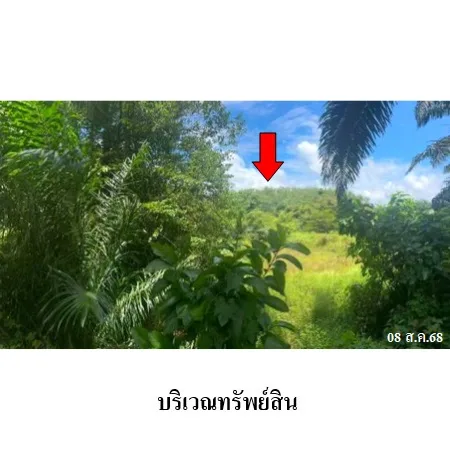 ที่ดินเปล่า ละงู สตูล 5-0-54ไร่ - 6