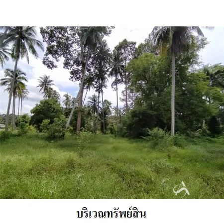 ที่ดินเปล่า เมือง นครศรีธรรมราช 4-0-79ไร่ - 3