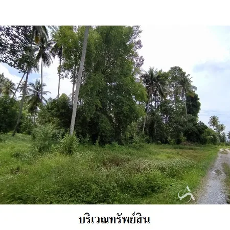 ที่ดินเปล่า เมือง นครศรีธรรมราช 4-0-79ไร่ - 5