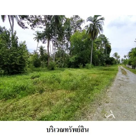 ที่ดินเปล่า เมือง นครศรีธรรมราช 4-0-79ไร่ - 7