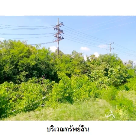 ที่ดินเปล่า ระโนด สงขลา 2-0-0ไร่ - 2