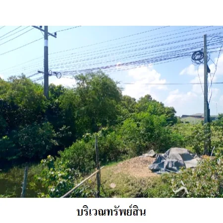 ที่ดินเปล่า ระโนด สงขลา 2-0-0ไร่ - 3