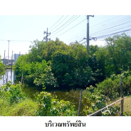 ที่ดินเปล่า ระโนด สงขลา 2-0-0ไร่ - 4