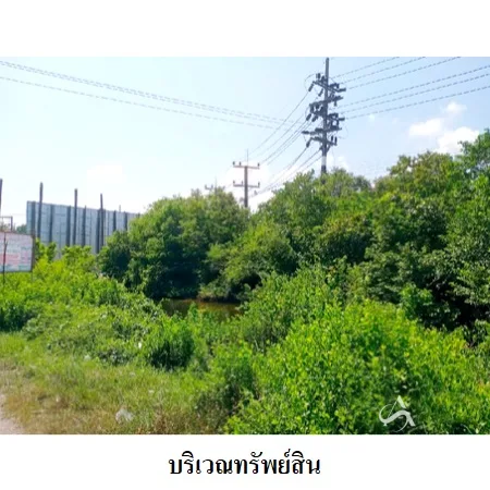 ที่ดินเปล่า ระโนด สงขลา 2-0-0ไร่ - 6