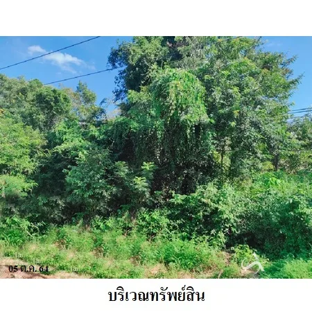 ที่ดินเปล่า โพนพิสัย หนองคาย 6-0-0ไร่ - 4