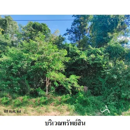 ที่ดินเปล่า โพนพิสัย หนองคาย 6-0-0ไร่ - 5