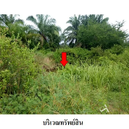 ที่ดินเปล่า สามร้อยยอด ประจวบคีรีขันธ์ 11-3-73.8ไร่ - 5