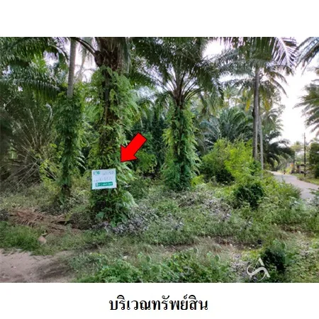 ที่ดินเปล่า เมือง นครศรีธรรมราช 3-3-82.9ไร่ - 3