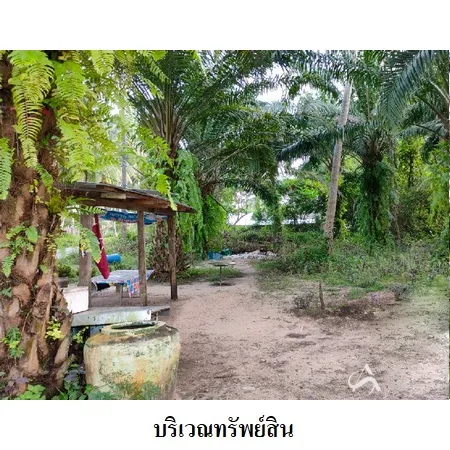 ที่ดินเปล่า เมือง นครศรีธรรมราช 3-3-82.9ไร่ - 4