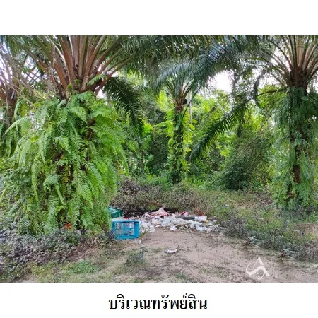 ที่ดินเปล่า เมือง นครศรีธรรมราช 3-3-82.9ไร่ - 5