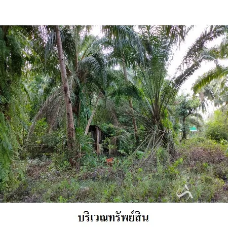 ที่ดินเปล่า เมือง นครศรีธรรมราช 3-3-82.9ไร่ - 6