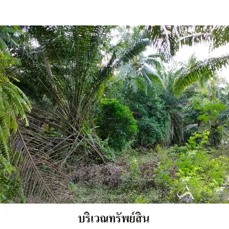 ที่ดินเปล่า เมือง นครศรีธรรมราช 3-3-82.9ไร่ - 7