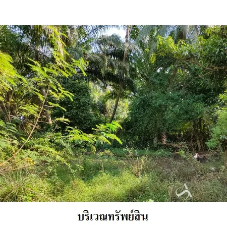 ที่ดินเปล่า เมือง นครศรีธรรมราช 3-3-82.9ไร่ - 8