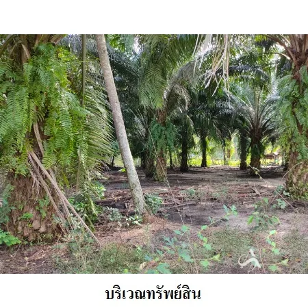 ที่ดินเปล่า เมือง นครศรีธรรมราช 3-3-82.9ไร่ - 9