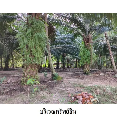 ที่ดินเปล่า เมือง นครศรีธรรมราช 3-3-82.9ไร่ - 10