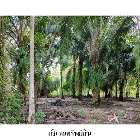 ที่ดินเปล่า เมือง นครศรีธรรมราช 3-3-82.9ไร่ - 11