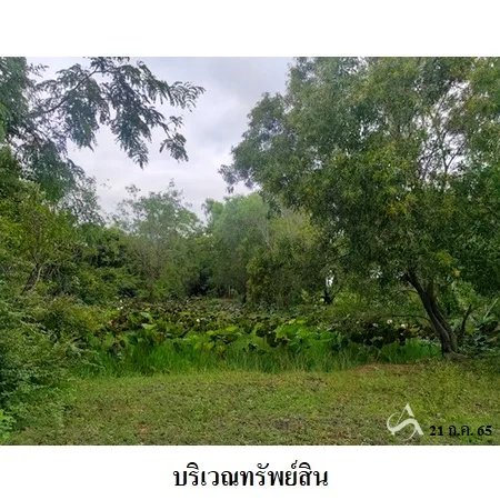 ที่ดินเปล่า ลำปลายมาศ บุรีรัมย์ 4-0-65ไร่ - 3