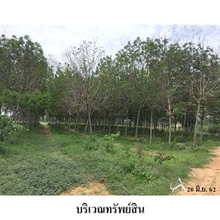 ที่ดินเปล่า ลำปลายมาศ บุรีรัมย์ 16-0-81ไร่ - 8