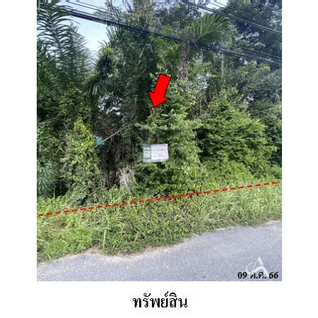 ที่ดินเปล่า ท่าศาลา นครศรีธรรมราช 0-2-48.7ไร่ - 4