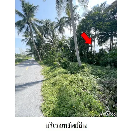 ที่ดินเปล่า ท่าศาลา นครศรีธรรมราช 0-2-48.7ไร่ - 5