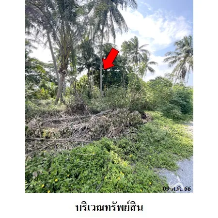 ที่ดินเปล่า ท่าศาลา นครศรีธรรมราช 0-2-48.7ไร่ - 6
