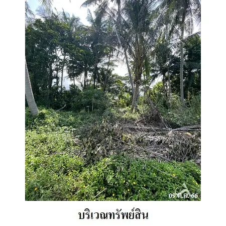 ที่ดินเปล่า ท่าศาลา นครศรีธรรมราช 0-2-48.7ไร่ - 7