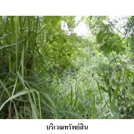 ที่ดินเปล่า เมือง ระยอง 0-2-30ไร่ - 4