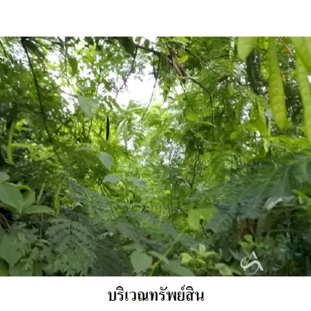 ที่ดินเปล่า เมือง ระยอง 0-2-30ไร่ - 5