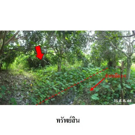 ที่ดินเปล่า บ้านโฮ่ง ลำพูน 2-3-8.6ไร่ - 12