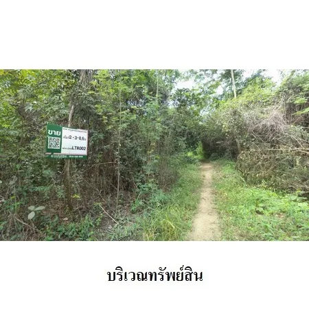 ที่ดินเปล่า บ้านโฮ่ง ลำพูน 2-3-8.6ไร่ - 8