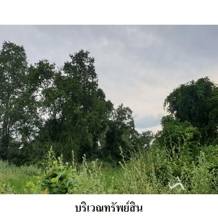 ที่ดินเปล่า โนนสูง นครราชสีมา 6-3-21ไร่ - 10