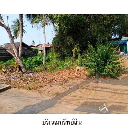 ที่ดินเปล่า พุนพิน สุราษฎร์ธานี 0-0-82ไร่ - 4