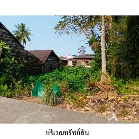 ที่ดินเปล่า พุนพิน สุราษฎร์ธานี 0-0-82ไร่ - 5